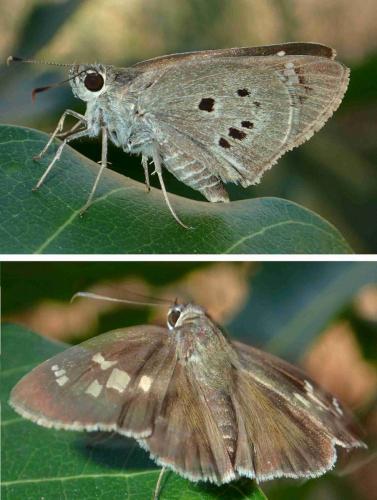 Réf. 218 875 : Suastus gremius